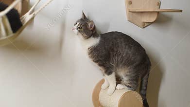 Curious young cat about to jump off shelf of climbing wall. Adorable pet reaching for final step on cat climbing wall