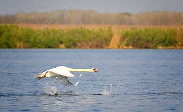 Flying swan
