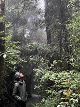 Man with jacket and hat looking at the tall trees
