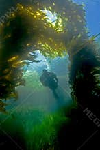 Diver in Kelp