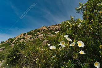 landscape, view, nature, plants, spain, rocks, mountain, flora