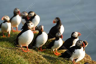 Atlantic puffins Fratercula arctica in Raudinupur, Iceland