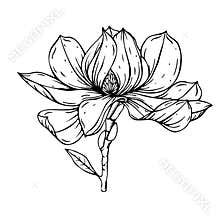 Magnolia flower black and white graphics. Blooming flower graphic with liner
