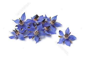 Heap of fresh borage flowers