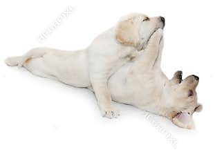 Puppy dogs playing