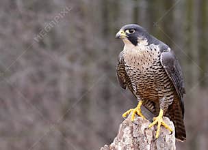 Perched Peregrine Falcon