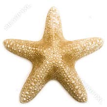 Starfish