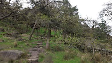 Trees blowing in a strong wind in the Peak District National Park