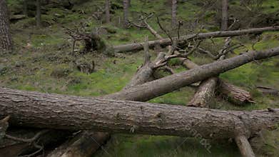 Pine woodland storm damage in the Peak District National Park