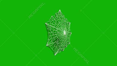 Web top quality animated green screen video 4k