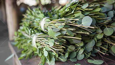 A bundle of fresh eucalyptus leaves and stems ready to be distilled and turned into a potent oil that can relieve