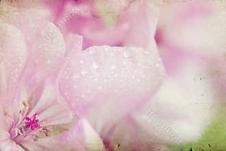 Vintage photo of pink flowers (geranium) with shallow dof