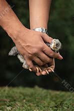 Farmer's Gentle Touch: Chicken in Farm Life