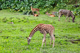 A young giraffe in isolated