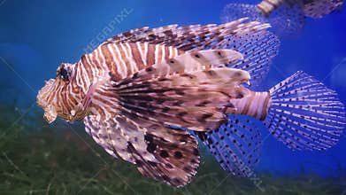 Zebra lionfish swimming in the aquarium with blue water.