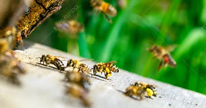 A bee with yellow pollen on her legs has returned to her hive