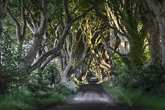 The Dark Hedges, N. Ireland