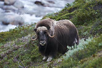 Muskox on mountainside