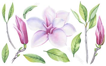 Watercolor set of magnolia flower, leaves and buds. A blooming flower