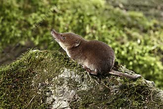 Common shrew, Sorex araneus