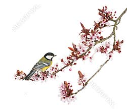 Male great tit perched on a flowering branch, Parus major