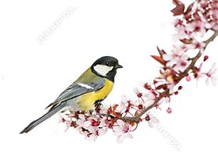 Male great tit perched on a flowering branch, Parus major