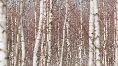 Birch Forest In Sunlight In Morning. Spring Warm Light In Forest. Birch Grove In Spring. Birch Branches Against Sky