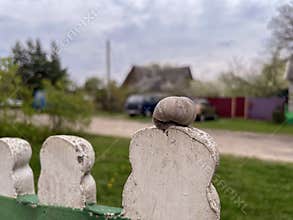 snail in the garden in spring on the fence