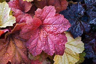 Wet Heuchera Leaves