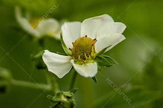 Fragaria viridis Weston (Zöldell? strawberry) was taken after 6 pm in Hungary during a walk in April.
