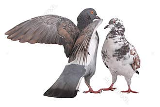 Pigeons