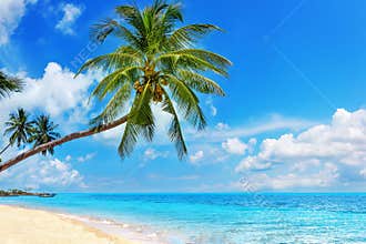 Tropical island paradise sea beach, ocean water, palm tree, sand, sun sky cloud, panorama landscape, Caribbean, Maldives, Thailand
