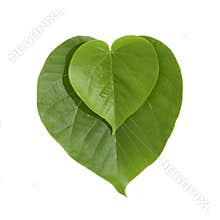 Heart shaped green leaves