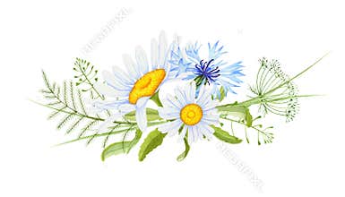 Watercolor chamomile flowers . Decorative element for a greeting card. Watercolor daisy flowers