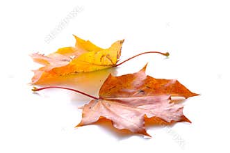 Two autumn leaves