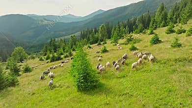 Sheep mountain flock animal nature green forest sun crowd