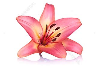 Lily Flower