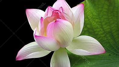 Beautiful pink and white lotus flower gently moving in the wind against a dark background. The petals sway delicately