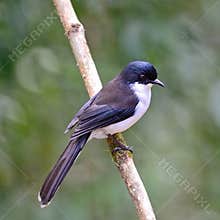 Dark-backed Sibia