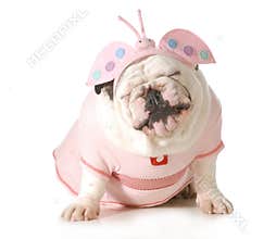 Cute puppy