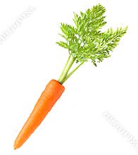 Carrot isolated