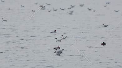 Many river gulls hunt fish in lakes, rivers, and canals. Seagulls fly over the water. Seagulls gracefully glide
