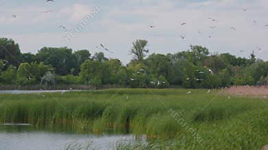 Many river gulls hunt fish in lakes, rivers, and canals. Seagulls fly over the water. Seagulls gracefully glide