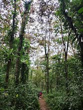 Mayong Polak forest is green and beautiful with cool and refreshing air