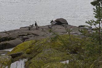 A family of terns on a rocky shore