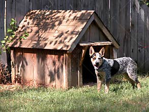 Blue Heeler Outside His Dog House