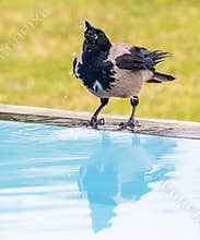 Crow drinking water