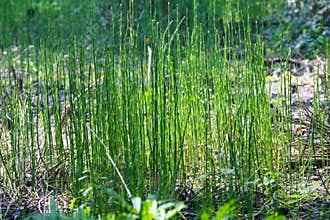Rough horsetail (Equisetum hyemale)