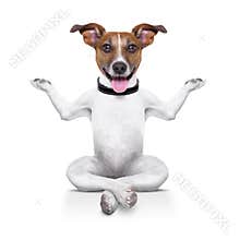 Yoga dog