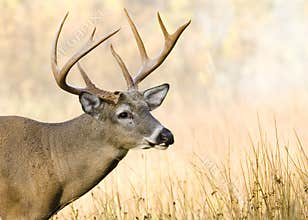 Buck Whitetail Deer